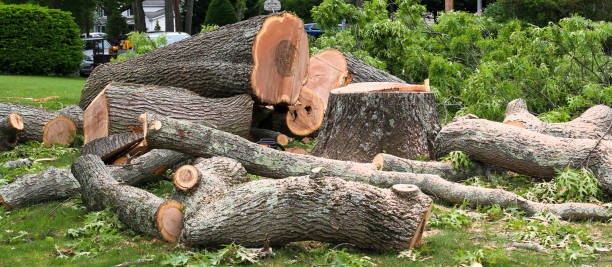 Best Palm Tree Trimming  in New Tazewell, TN